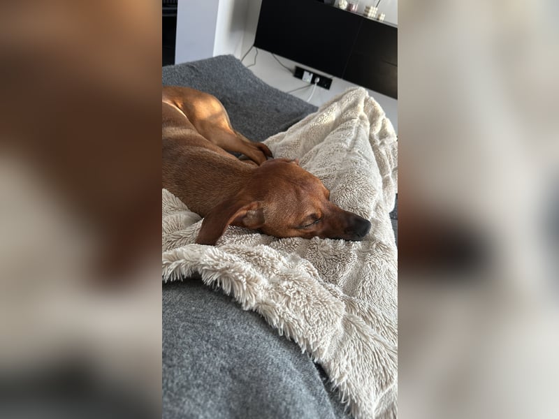 Liebevoller Ridgeback-Mix Gomez