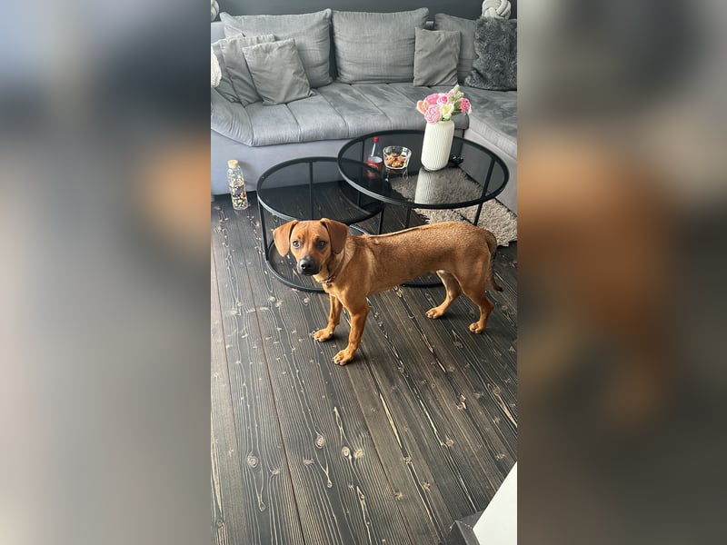 Liebevoller Ridgeback-Mix Gomez