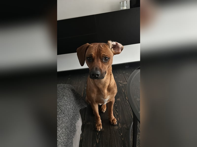 Liebevoller Ridgeback-Mix Gomez