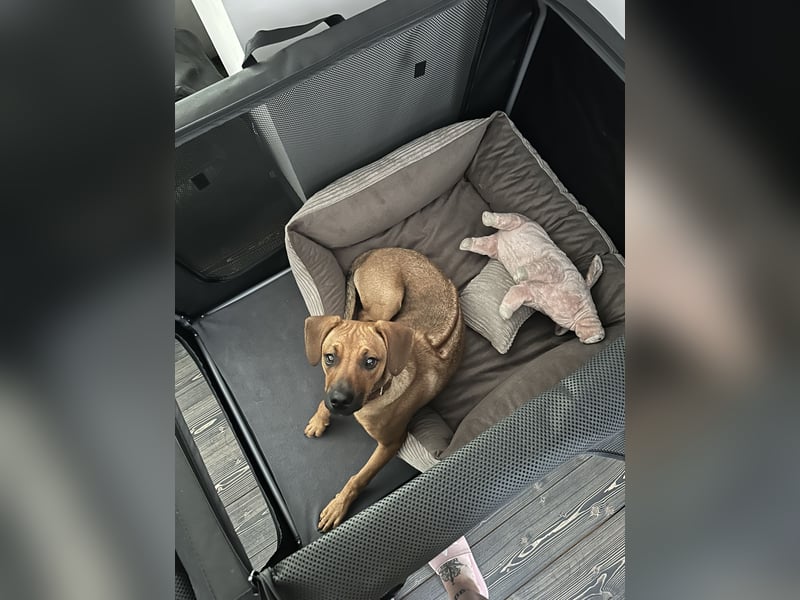 Liebevoller Ridgeback-Mix Gomez
