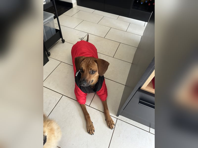 Liebevoller Ridgeback-Mix Gomez