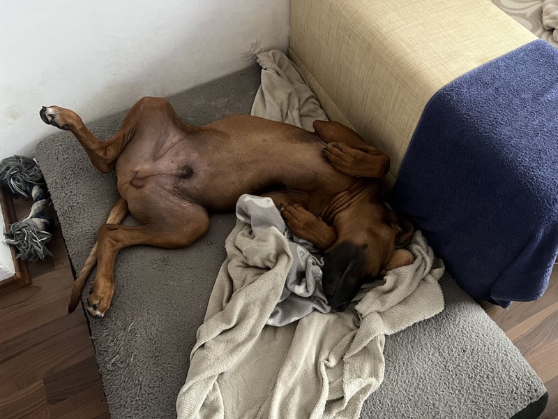 Liebe Rhodesian Ridgeback zu verkaufen