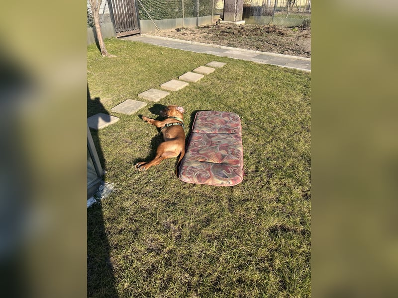 Liebe Rhodesian Ridgeback zu verkaufen