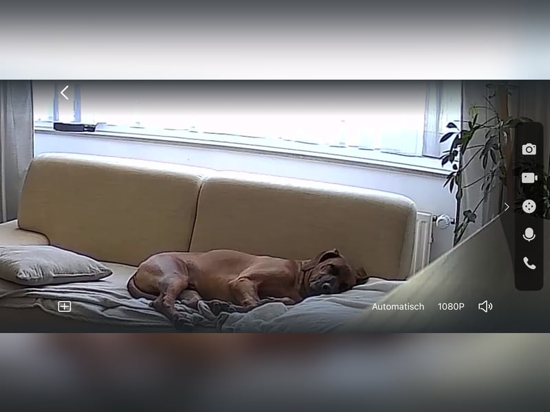 Liebe Rhodesian Ridgeback zu verkaufen