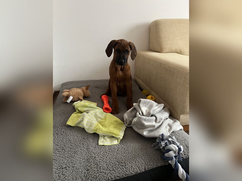 Liebe Rhodesian Ridgeback zu verkaufen