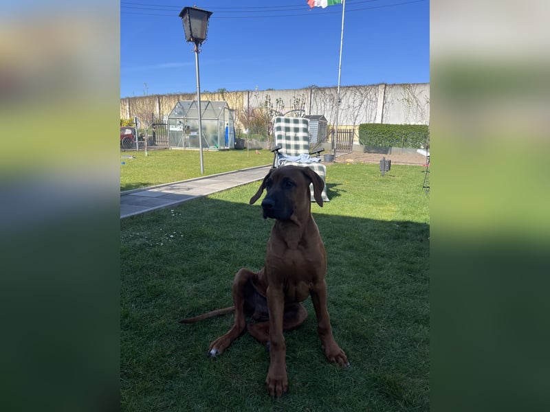 Liebe Rhodesian Ridgeback zu verkaufen