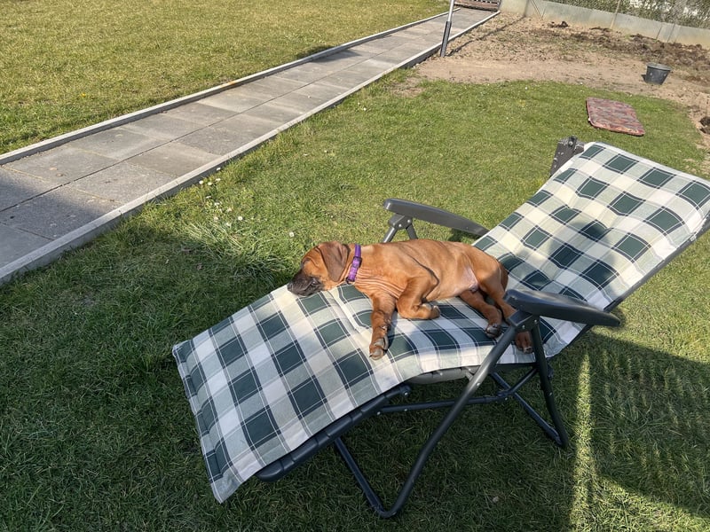 Liebe Rhodesian Ridgeback zu verkaufen