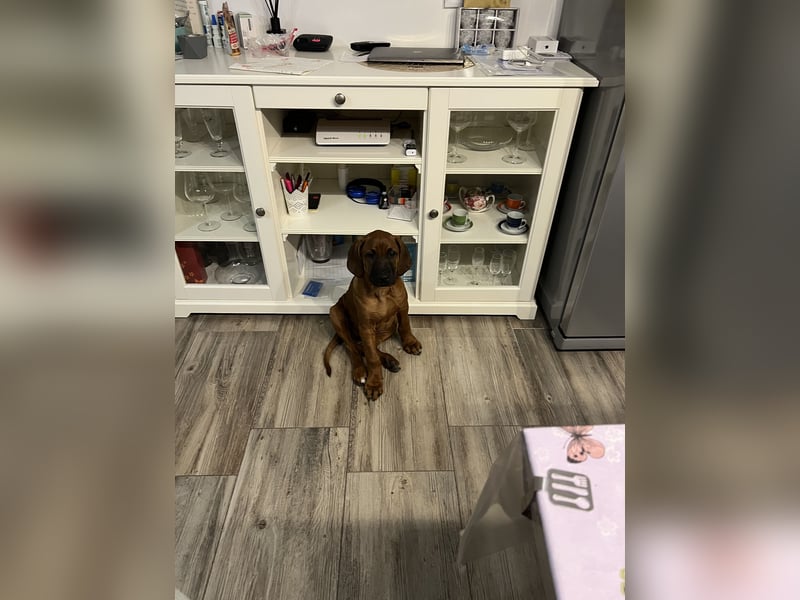 Liebe Rhodesian Ridgeback zu verkaufen
