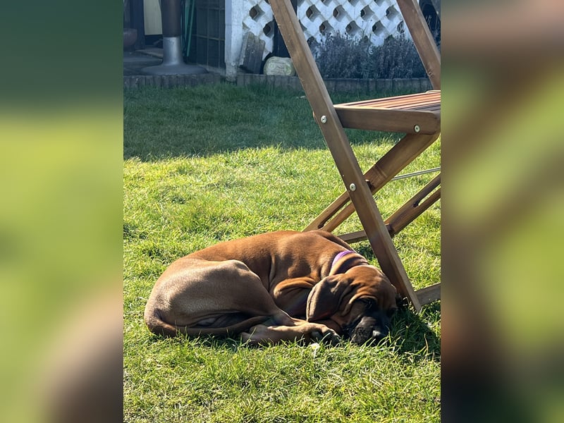 Liebe Rhodesian Ridgeback zu verkaufen