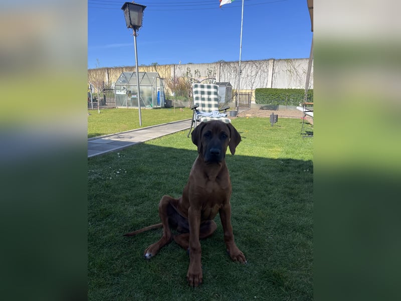 Liebe Rhodesian Ridgeback zu verkaufen