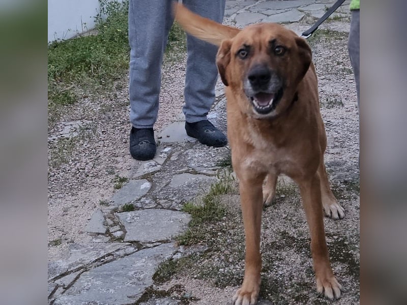 Billy - wird er noch einmal über Wiesen laufen?