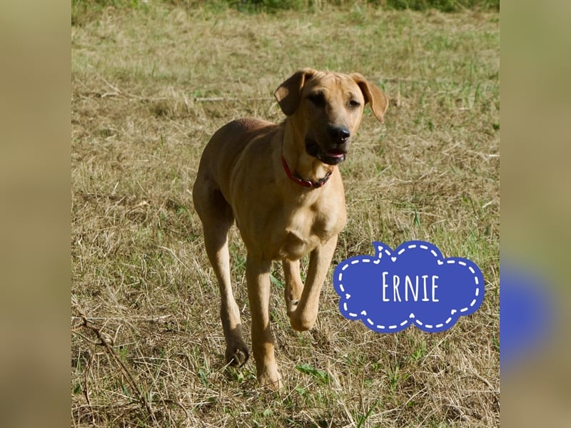 Ernie ein sanfter ängstlicher Schatz