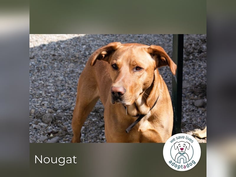Nougat – Sucht Menschen mit Hundeverstand