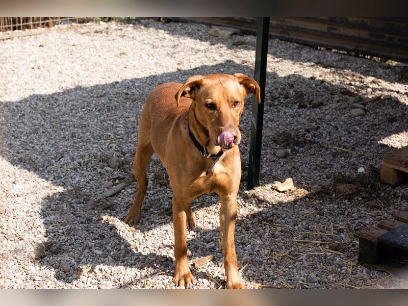 Nougat – Sucht Menschen mit Hundeverstand