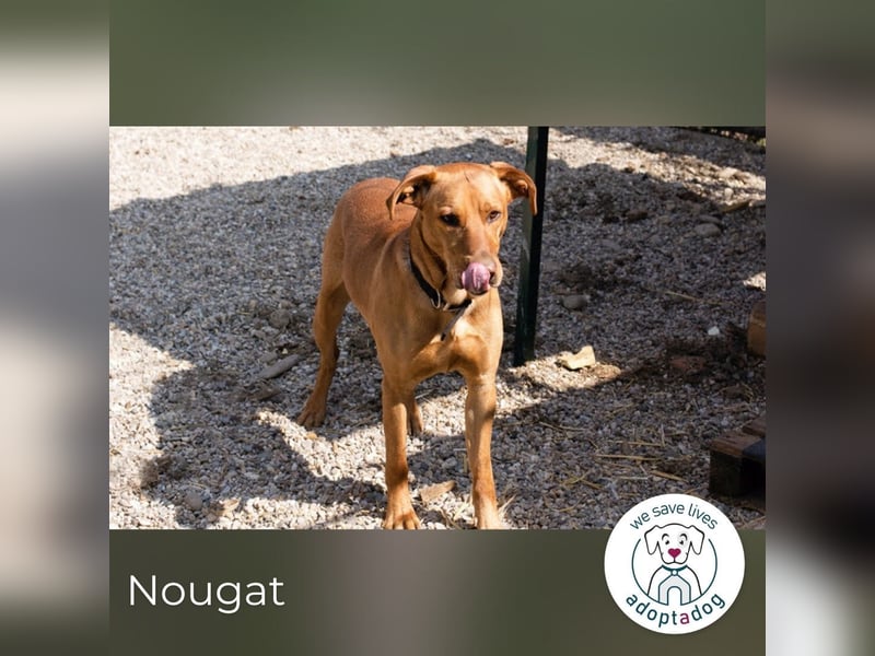 Nougat – Sucht Menschen mit Hundeverstand