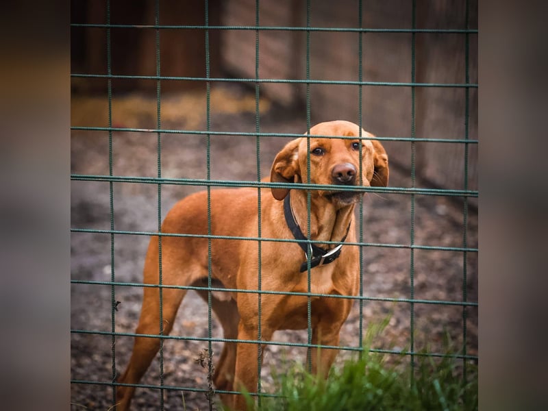 Nougat – Sucht Menschen mit Hundeverstand