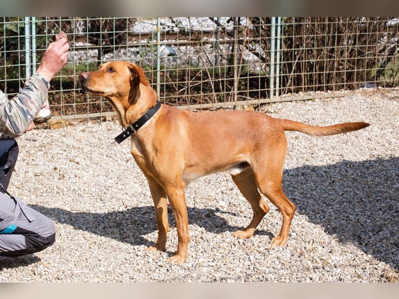 Nougat – Sucht Menschen mit Hundeverstand