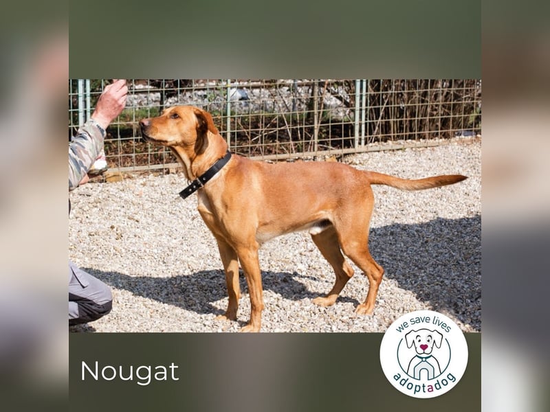 Nougat – Sucht Menschen mit Hundeverstand