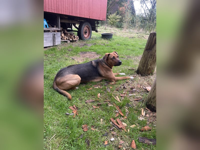 Rhodesian  Ridgeback Tornjak Rüde