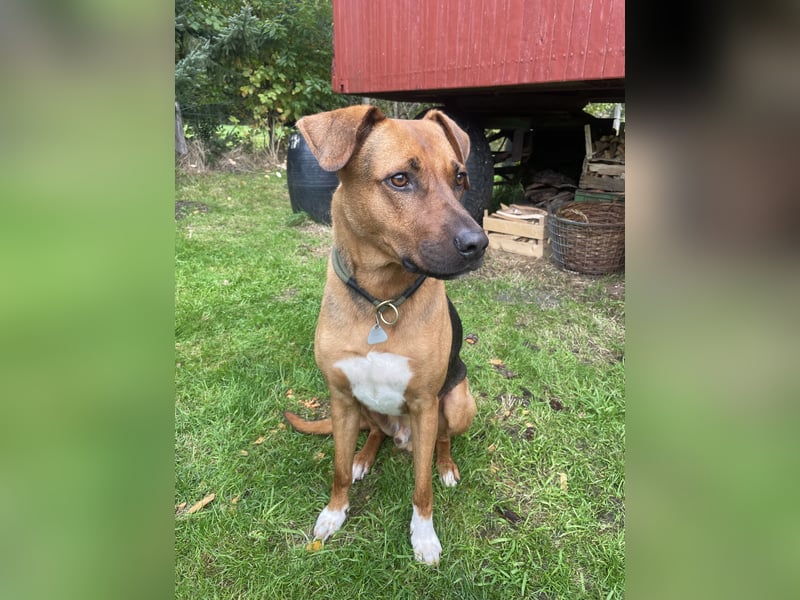 Rhodesian  Ridgeback Tornjak Rüde