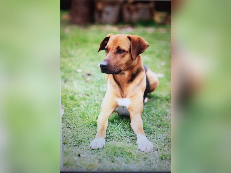 Rhodesian  Ridgeback Tornjak Rüde