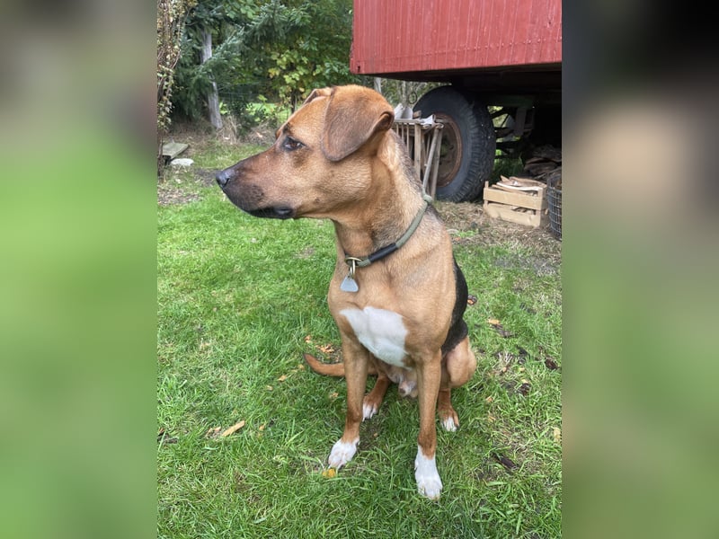 Rhodesian  Ridgeback Tornjak Rüde