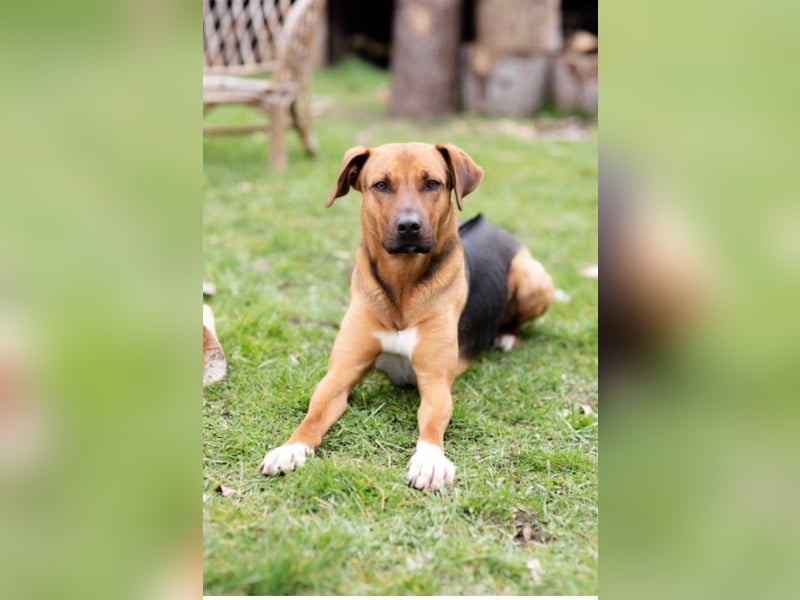 Rhodesian  Ridgeback Tornjak Rüde