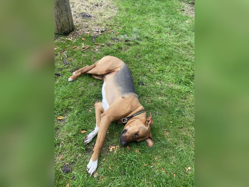 Rhodesian  Ridgeback Tornjak Rüde