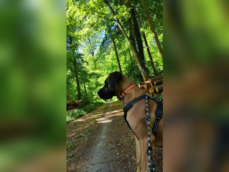 Rhodesian Ridgeback Rüde sucht liebevolles Zuhause mit Erfahrung