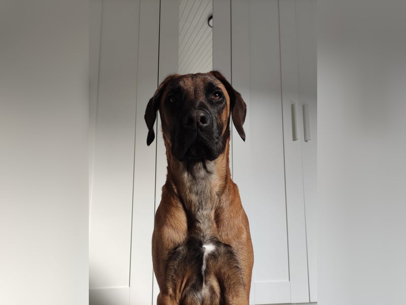 Rhodesian Ridgeback Rüde sucht liebevolles Zuhause mit Erfahrung