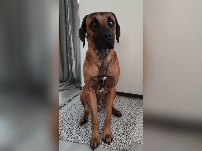 Rhodesian Ridgeback Rüde sucht liebevolles Zuhause mit Erfahrung