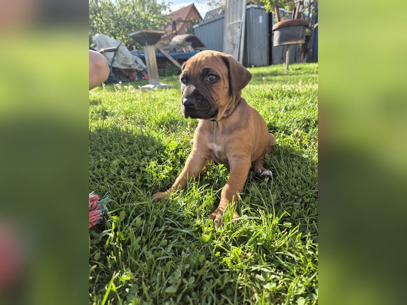 Ridgeback-Welpen