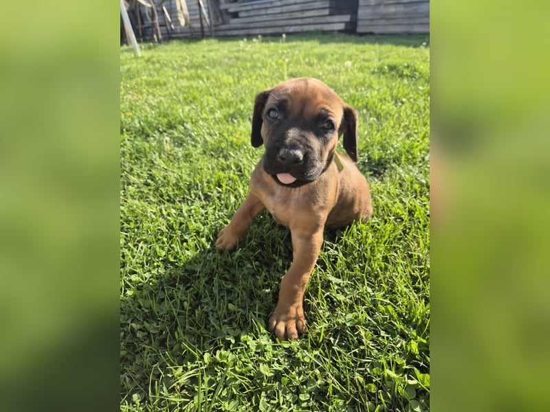 Ridgeback-Welpen