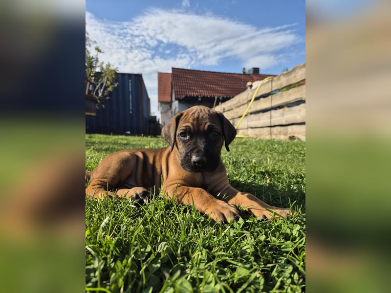 Ridgeback-Welpen