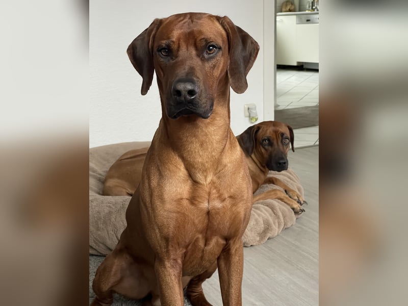 Rhodesian Ridgeback Deckrüde
