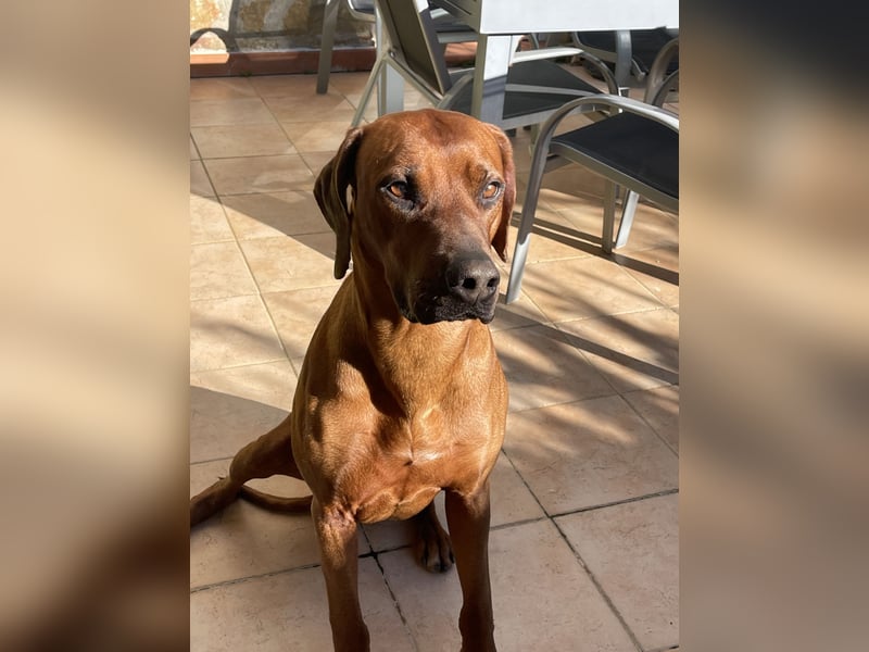 Rhodesian Ridgeback Deckrüde