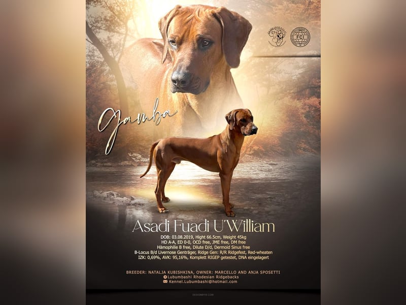 Rhodesian Ridgeback Deckrüde