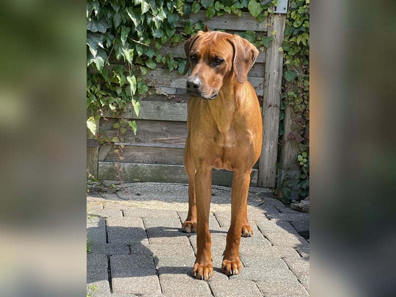 Rhodesian Ridgeback Deckrüde