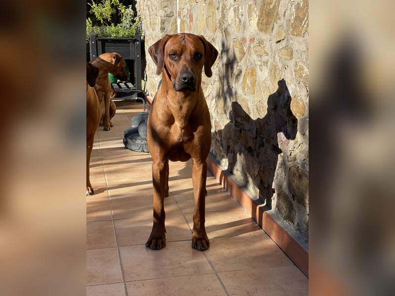 Rhodesian Ridgeback Deckrüde