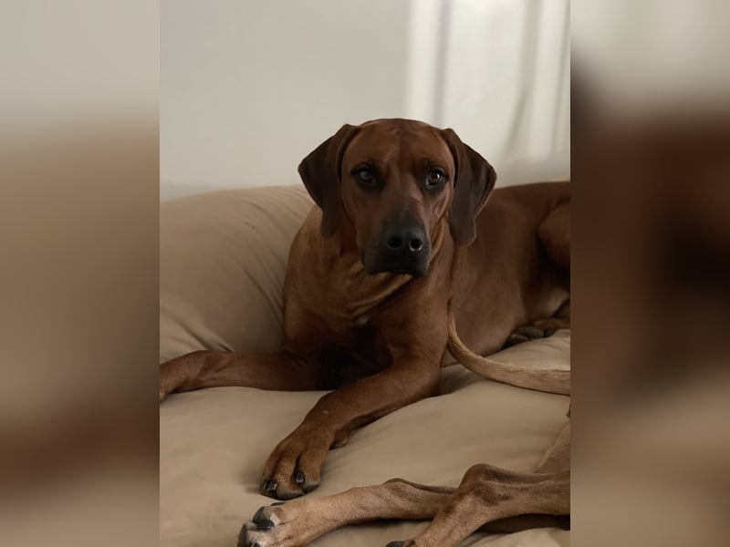 Rhodesian Ridgeback Deckrüde