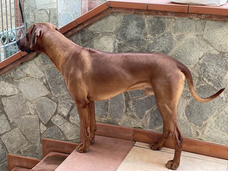 Rhodesian Ridgeback Deckrüde