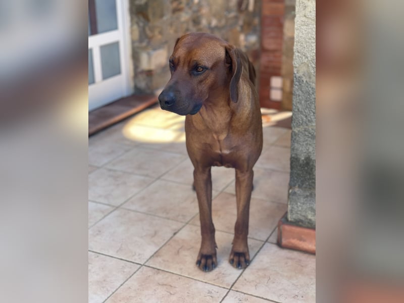 Rhodesian Ridgeback Deckrüde