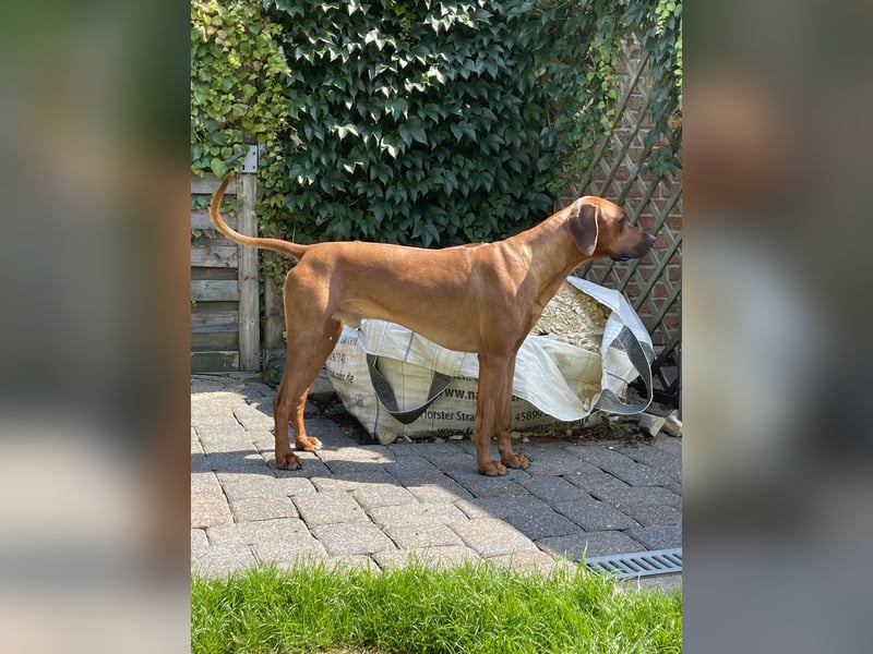 Rhodesian Ridgeback Deckrüde