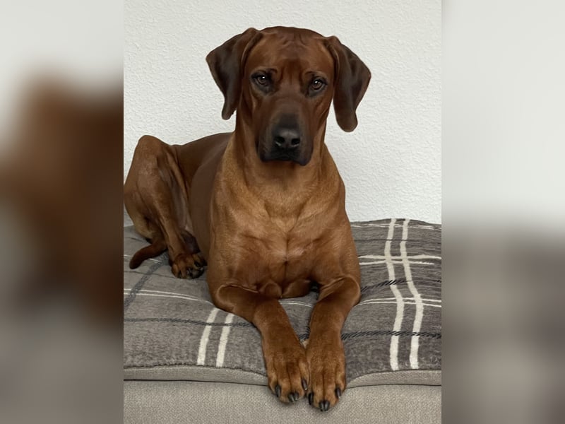 Rhodesian Ridgeback Deckrüde