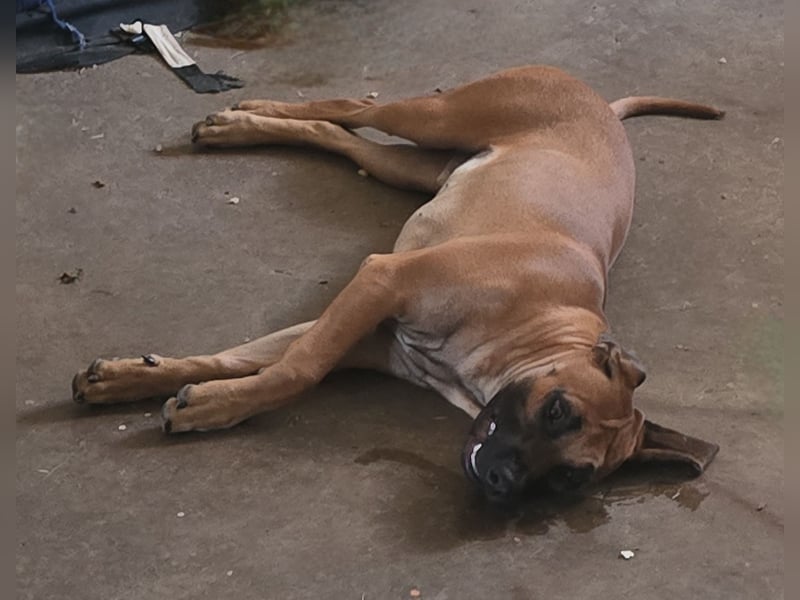 Rhodesian Ridgeback Junghund