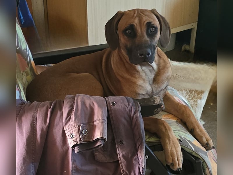 Rhodesian Ridgeback Junghund