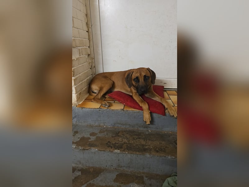 Rhodesian Ridgeback Junghund