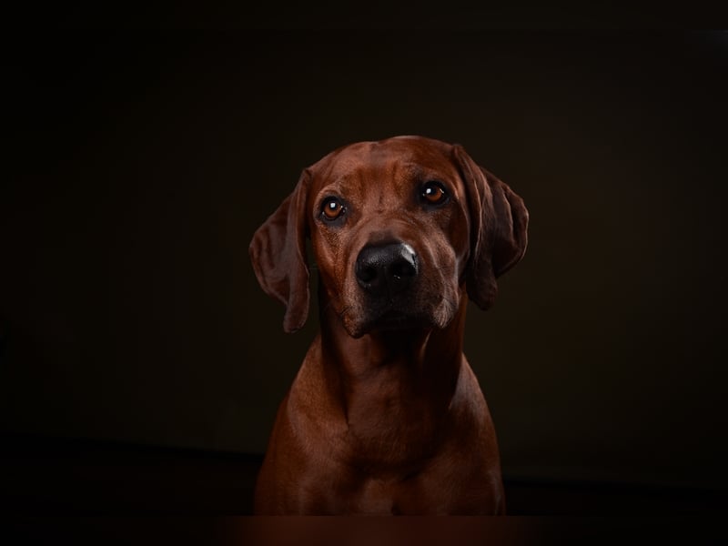 Rhodesien Ridgeback Deckrüde