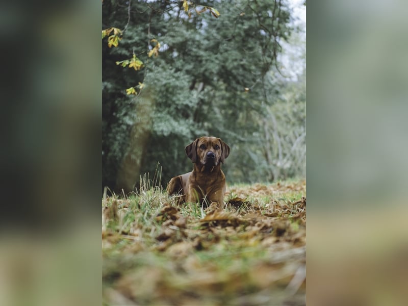Rhodesien Ridgeback Deckrüde