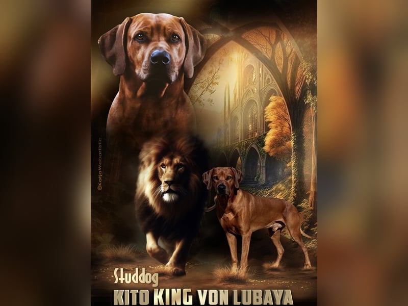 Deckrüde Kito King von Lubaya